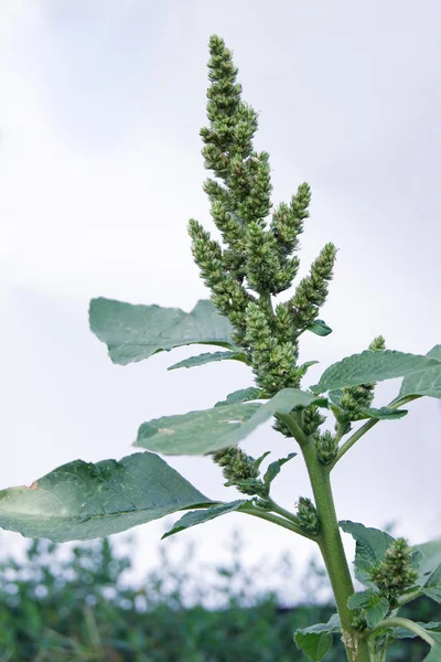 Maleza de cerdo (Amaranthus retroflexus ) — Foto de Stock