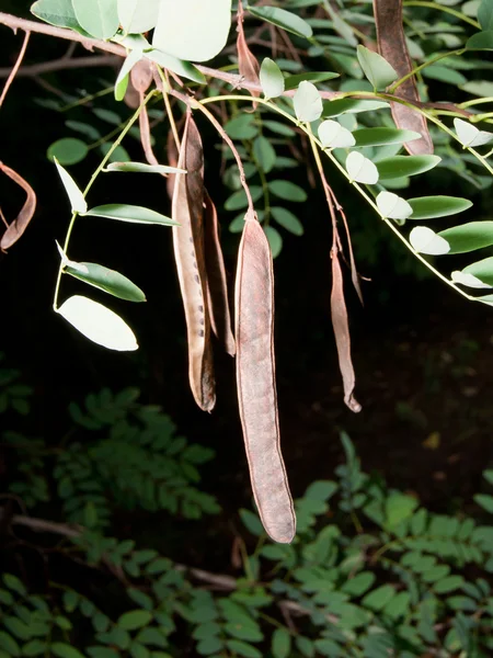 Πυρήνα μαύρη ακρίδα (Robinia pseudoacacia) — Φωτογραφία Αρχείου