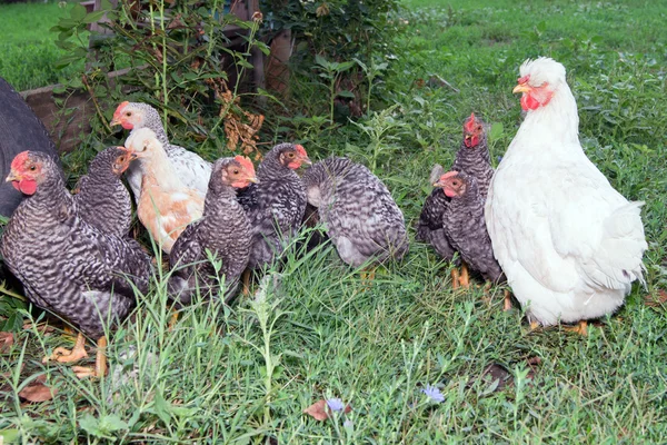 Les poussins qui couvent . — Photo