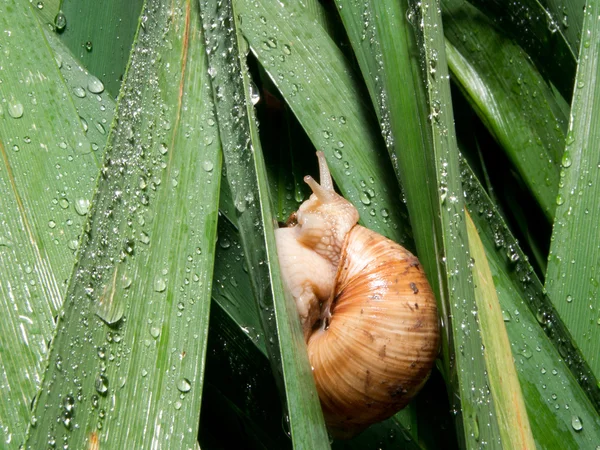 Sniglar (Helix pomatia) regn — Stockfoto