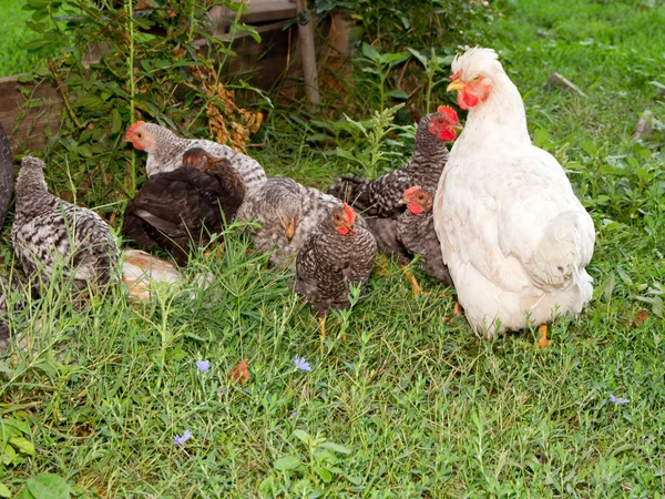 Les poussins qui couvent . — Photo