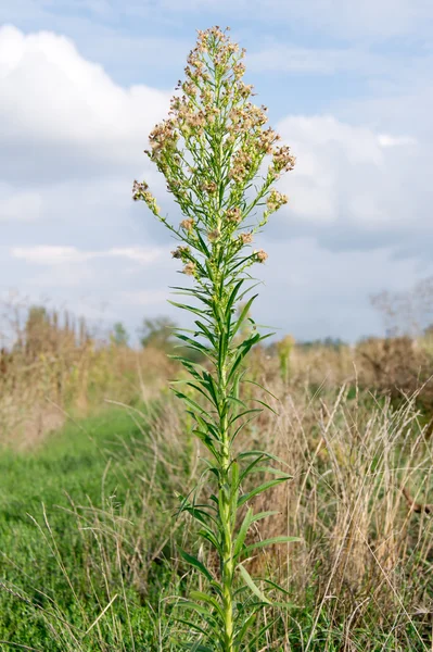 Meerrettich (conyza canadensis)) — Stockfoto