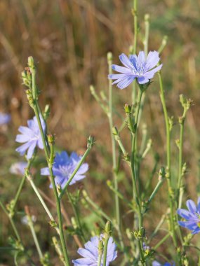 Hindiba (Cichorium intybus)