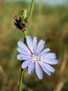 Hindiba (Cichorium intybus)