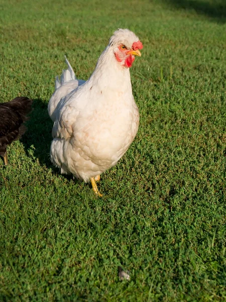 Dwerg getuft kippen. — Stockfoto