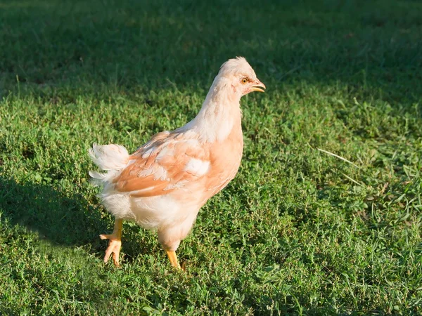 Jonge kip — Stockfoto