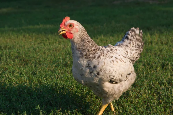 Unga hönan — Stockfoto