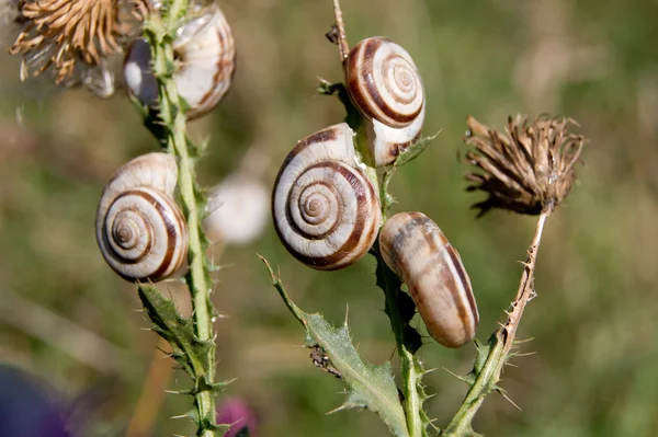 Grove snail (Cepaea nemoralis) — Stock Photo, Image