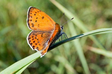 sıradan saman kelebek (Coenonympha gliserin)