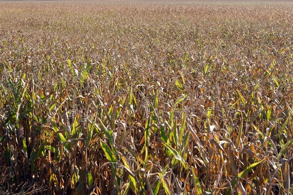 Зрелое кукурузное поле . — стоковое фото