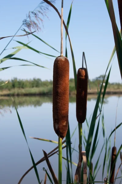 Lisdodde foelie (Lisdoddefamilie latifolia) — Stockfoto