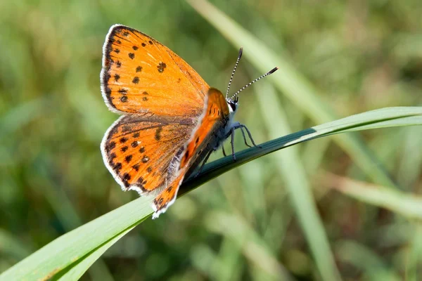 Feno comum borboleta (Coenonympha glicerina ) — Fotografia de Stock