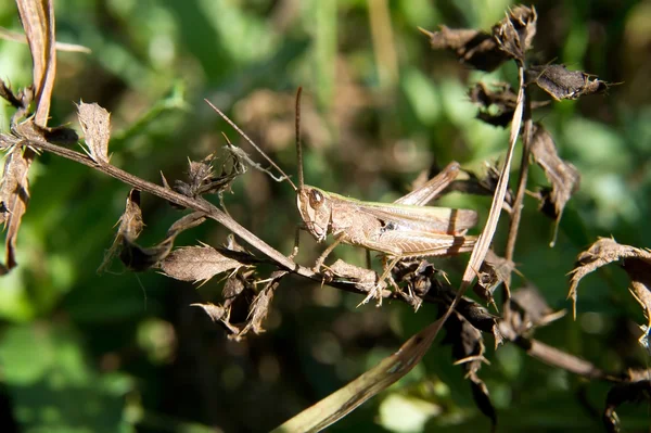 Short-necked mantis (Dociostaurus brevicollis) — Stock Photo, Image