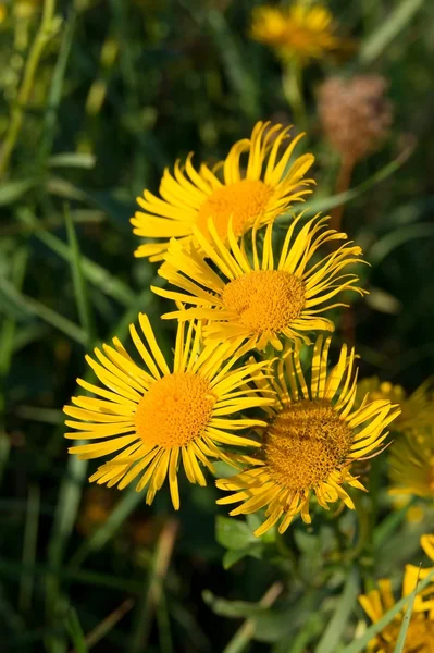 Margherita gialla (Argyranthemum frutescens ) — Foto Stock