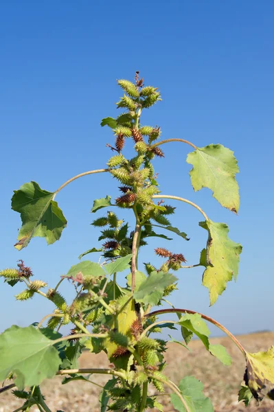 Cocklebur (Xanthium strumarium) — Stockfoto