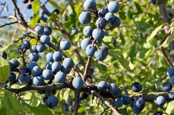 Блакитні шлюзи (Prunus spinosa ) — стокове фото
