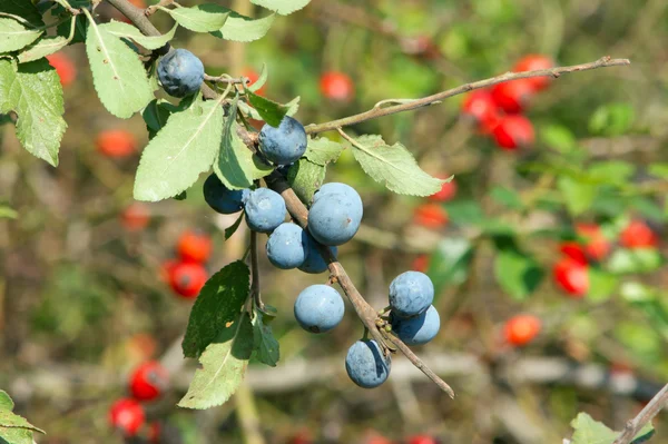 Mavi sloes (Prunus spinosa) — Stok fotoğraf