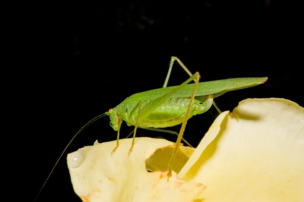 Tettigonia viridissima (Tettigonia viridissima) — Fotografia de Stock