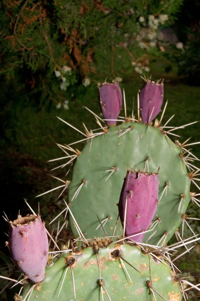 Fügekaktusz (Opuntia ficus-indica) — Stock Fotó