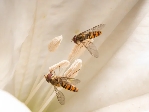 Mosca zancuda (Syrphidae) en la flor de la trompeta — Foto de Stock