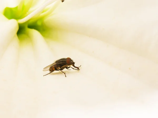 Mosca zancuda (Syrphidae) en la flor de la trompeta — Foto de Stock