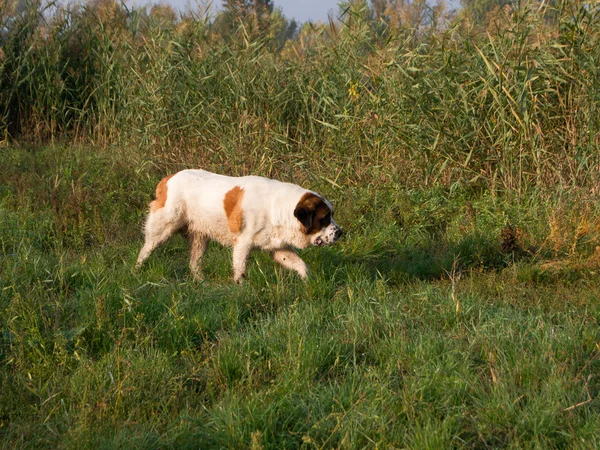 St. bernard hond — Stockfoto