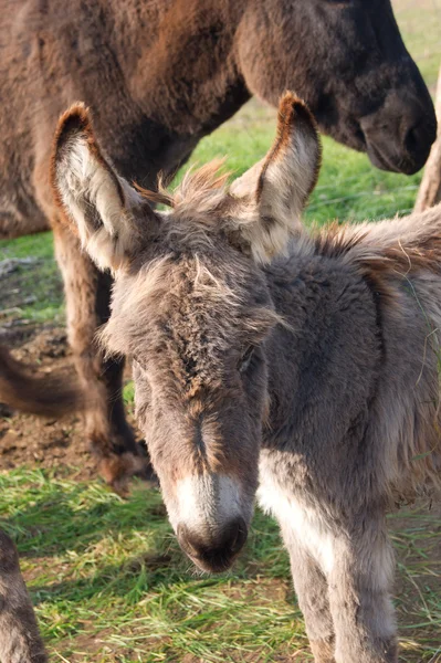 Åsnan i luckan. — Stockfoto