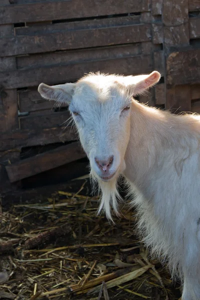 Kambing putih . — Stok Foto