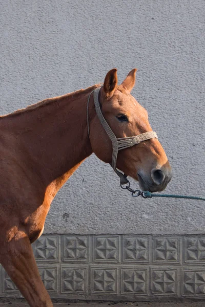 La granja de caballos . — Foto de Stock