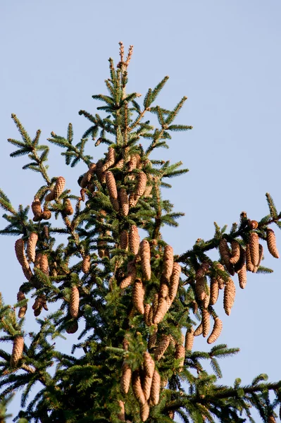 Cones de pinheiro na árvore. — Fotografia de Stock