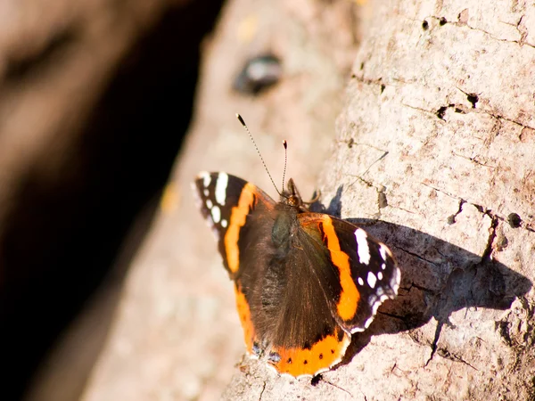 Borboleta-almirante (Vanessa atalanta ) — Fotografia de Stock