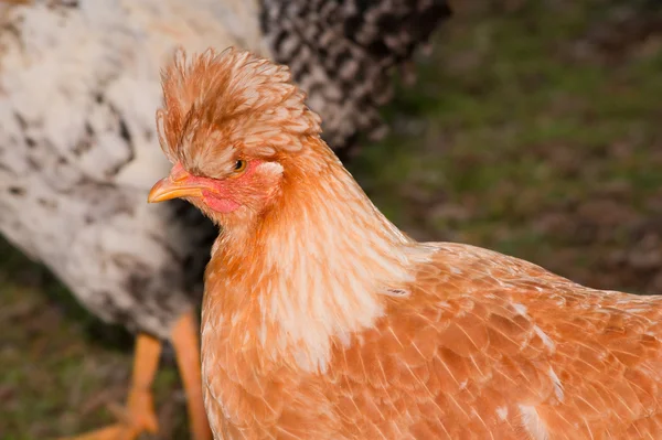 Tuftade hönan. — Stockfoto