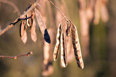 siyah akasya (Robinia pseudoacacia) çekirdek