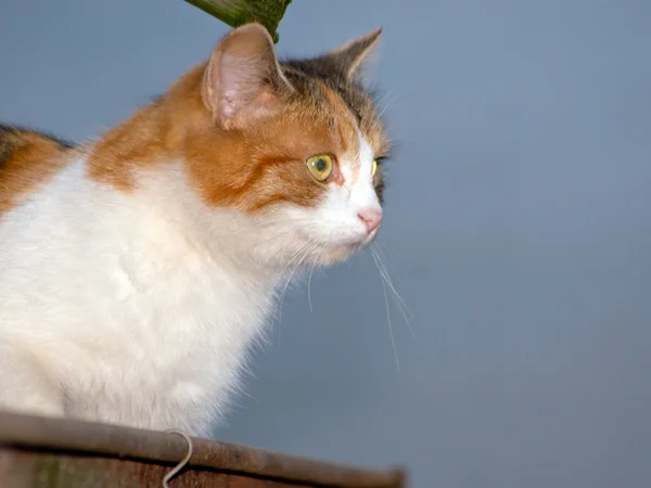 ハンター猫. — ストック写真