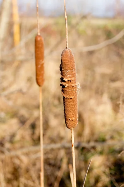 Taboa (Typha latifolia). — Fotografia de Stock