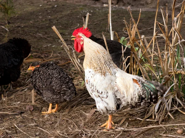 Der weiße Schwanz — Stockfoto