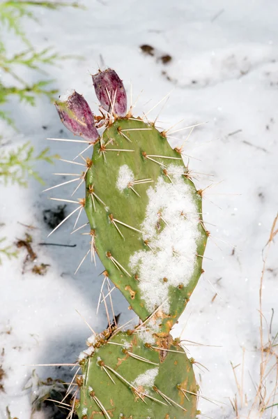 A kaktusz a téli. — Stock Fotó