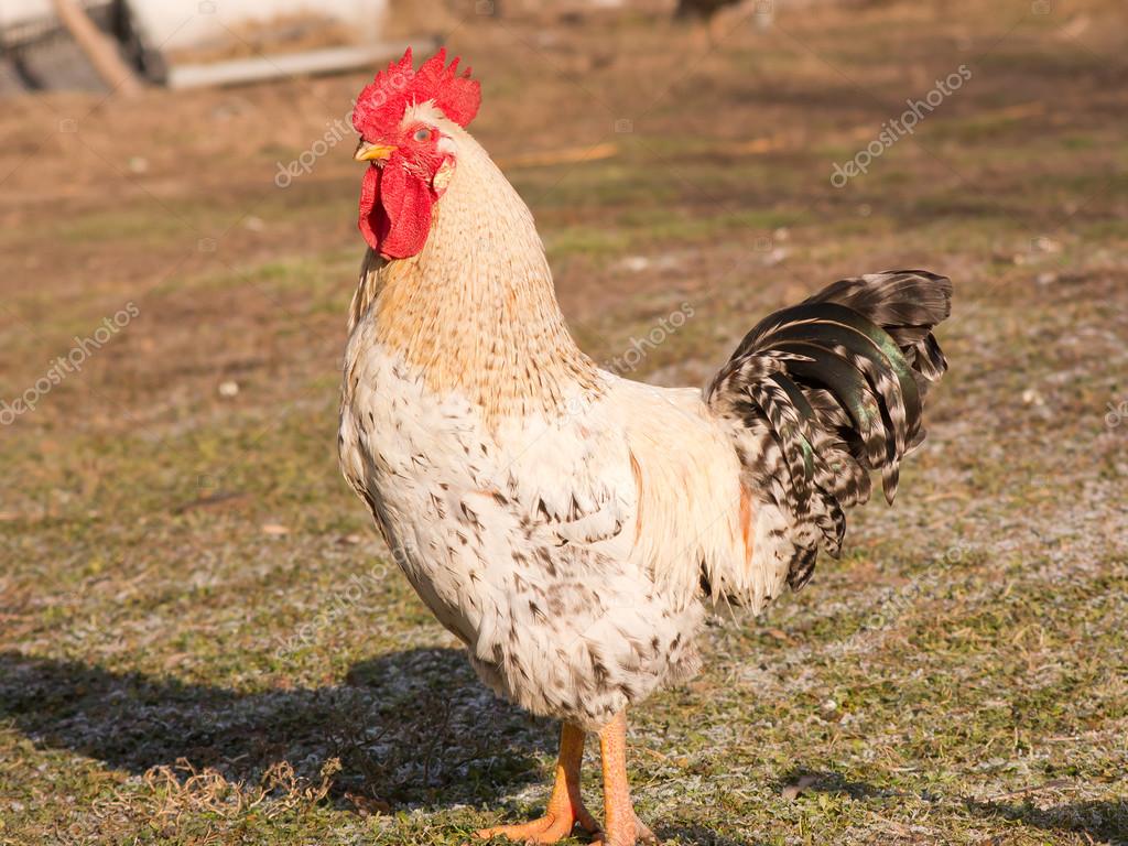 Www velký bílý kohout com