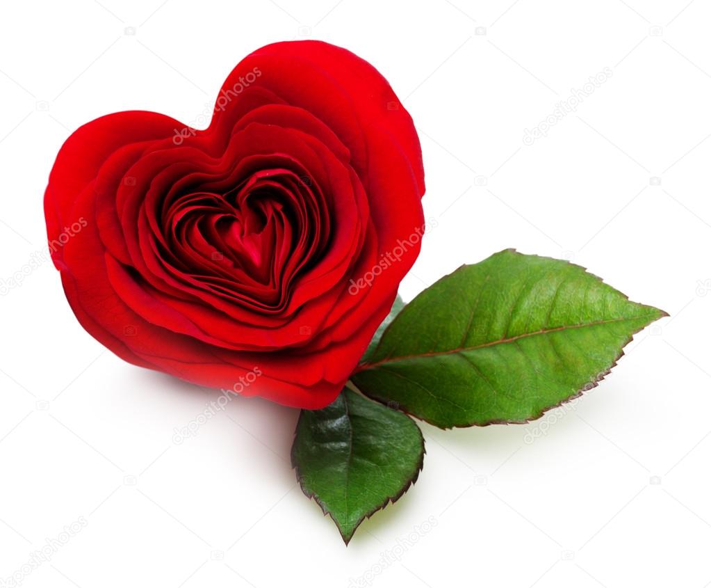 pic Single Red Rose Images Love Hd https depositphotos com 116913854 stock photo single red rose flower html