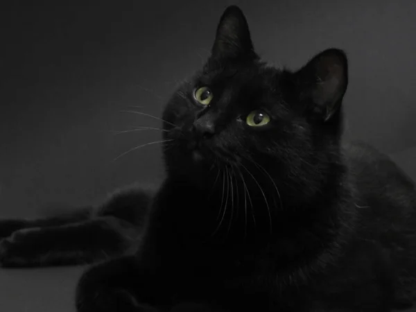 Piękny Czarny Kot Kłamie Patrzy Ciemne Tło Słodkie Zwierzątko Wyraźne Obrazy Stockowe bez tantiem