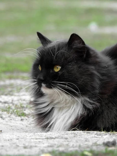 A beautiful black cat that sits in nature. White mustache. Yard beautiful tame cat