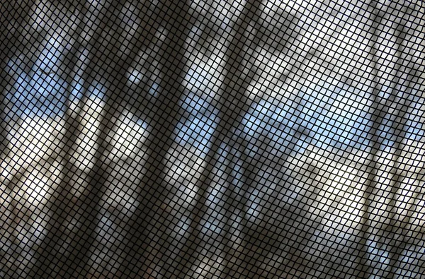 Moskitiery Ekranu Okiennego Czarnymi Owadami Zbliżeniu Zdjęcia Stockowe bez tantiem