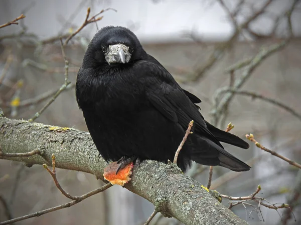 Raven on a branch.Black crow on the tree