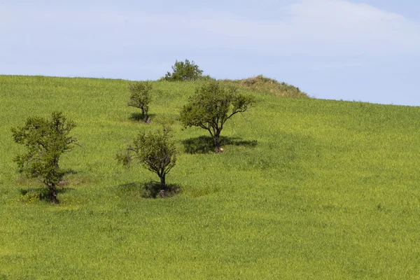 Yeşil ağaçlar — Stok fotoğraf