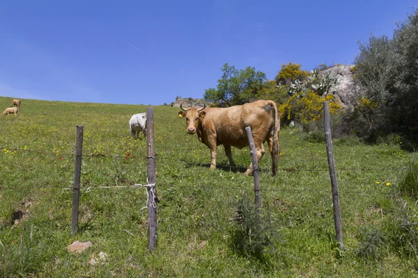 Cow behind the fence — Stock Photo, Image