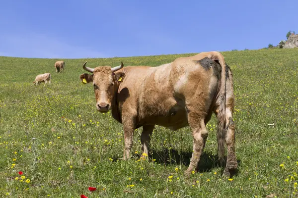 Cow shot — Stock Photo, Image