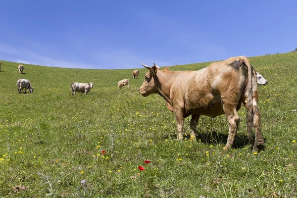Cow profile — Stock Photo, Image