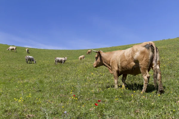 Brown cow — Stock Photo, Image