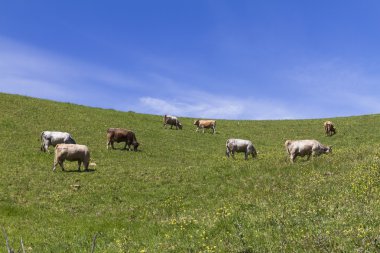 Arka plan ile inekler