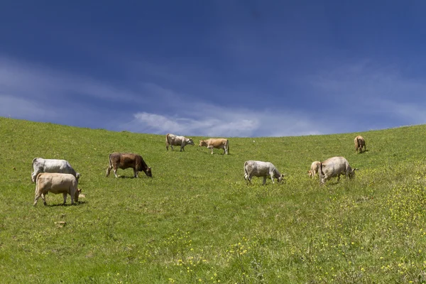 Achtergrond met boerderijdieren — Stockfoto